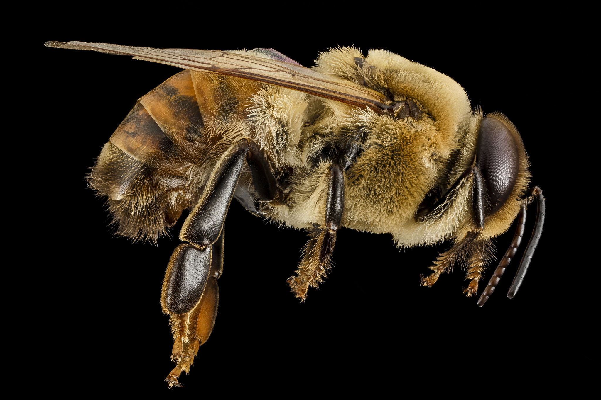 File:Honey bee (Apis mellifera).jpg - Wikimedia Commons