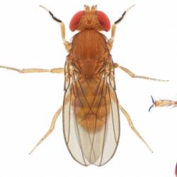 As part of the Drosophila modENCODE project, the Baylor College of ...