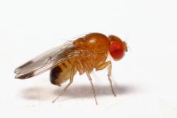 As part of the Drosophila modENCODE project, the Baylor College of ...