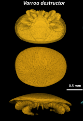 Varroa Destructor | I5k Workspace@NAL